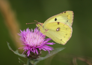 Goldene Acht (Colias hyale) - © Emanuel Trummer